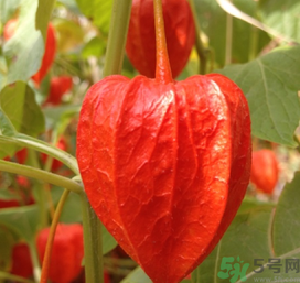 红姑娘皮泡水喝治什么病,红姑娘皮泡水能治什么病