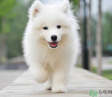 狗狗可以吃月饼不,狗狗可以吃无糖薄荷糖吗 狗狗可以吃月饼不,狗狗可以吃无糖薄荷糖吗