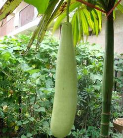 瓠子的功效和作用,瓠子的功效和作用禁忌