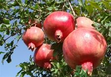 什么人群不适合吃石榴,哪些人不宜吃石榴