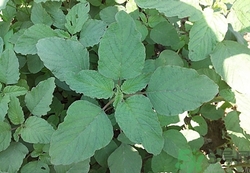 食物营养价值分析表,营养分析是什么 食物营养价值分析表,营养分析是什么