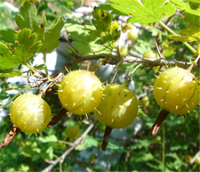 金樱子的营养价值和功效,金樱子的营养价值大不大?用金樱子泡酒都有哪些好处?