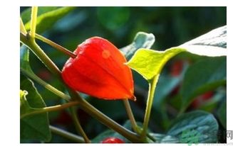 红姑娘的营养价值及药用价值,红姑娘的营养价值 红姑娘的营养价值及药用价值,红姑娘的营养价值