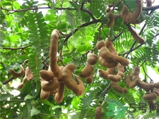 酸角的营养价值及功效,酸角的营养价值