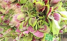 吃红苋菜有什么好处和坏处,吃红苋菜有什么好处? 吃红苋菜有什么好处和坏处,吃红苋菜有什么好处?