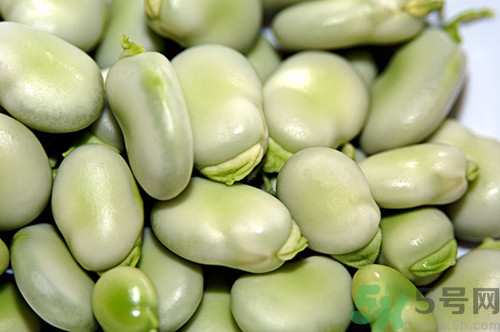蚕豆的功效和作用禁忌,蚕豆的功效和作用减肥