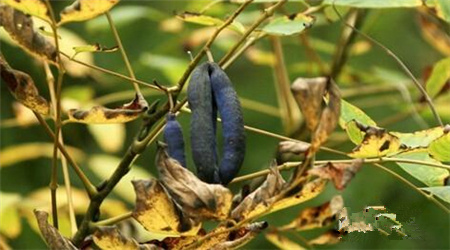 健康的猫屎,猫咪屎是什么样的