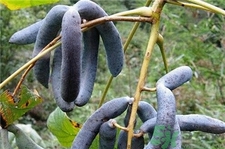 猫屎瓜好吃吗,猫屎瓜怎么吃 猫屎瓜好吃吗,猫屎瓜怎么吃