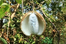 八月札的功效和作用及禁忌,八月炸的功效和作用图片