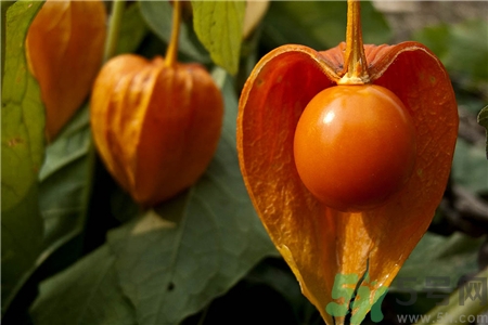 灯笼果的营养价值和食用功效,灯笼果的营养价值 灯笼果的营养价值和食用功效,灯笼果的营养价值