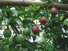 百香果怎么吃百香果的正确吃,百香果怎么吃?