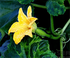 南瓜花的营养价值及功效,南瓜花的营养价值