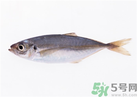 鳕鱼的营养价值及功效,鳕鱼的营养价值及功效副作用