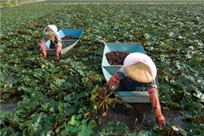 菱角生吃对身体有害吗,菱角能生吃吗?有什么作用