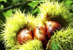 小孩晚上吃板栗好吗,吃生板栗好吗