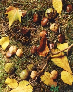 怎么知道板栗坏了,怎么看板栗有没有坏