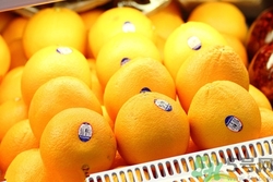 新奇士橙子多少钱一斤,美国新奇士橙子多少钱一斤