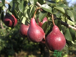 孕妇吃啤梨的好处,孕妇能吃啤梨吗对胎儿好吗