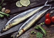 秋刀鱼的挑选,秋刀鱼什么样 秋刀鱼的挑选,秋刀鱼什么样