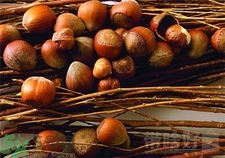 孕晚期可以吃坚果会造成巨大儿吗,孕晚期吃坚果会使胎儿过大吗