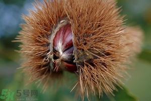 生板栗怎么做好吃简单,生板栗怎么做好吃简单电饭锅
