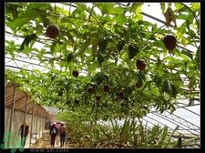 牛油果的营养价值及功效和作用,牛油果的营养价值?