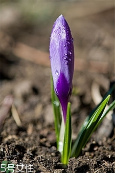 世界上最好的藏红花是哪里的?,藏红花的花朵