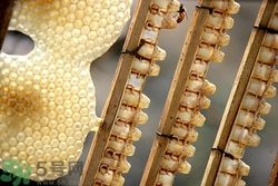 怎样辨别真假蜂王浆,辨别真假蜂王浆的方法