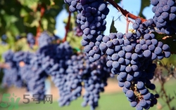 吃葡萄连皮吃好不好,葡萄连皮吃好吗 吃葡萄连皮吃好不好,葡萄连皮吃好吗