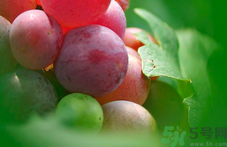 葡萄的食疗作用,葡萄的功效和作用