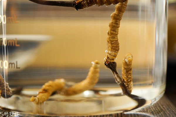 冬虫夏草的形成过程是怎样的,冬虫夏草的生长过程