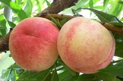 鲫鱼营养价值及功效和作用,生蚝营养价值及功效和作用