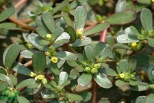 马齿苋的功效和作用,马齿苋的营养价值和功效