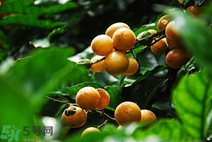 孕妇吃黄皮果有什么好处,孕妇吃黄皮果有什么好处和坏处