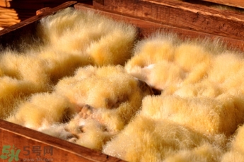 豆腐长毛了,豆腐上长的毛是什么