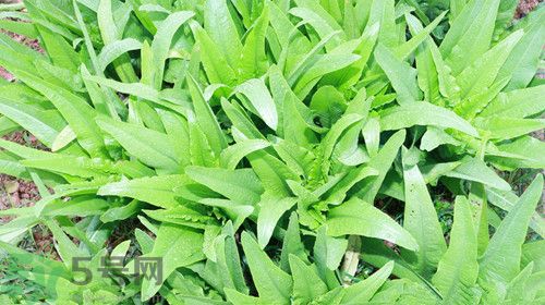 油麦菜营养价值功效作用,油麦菜营养价值高吗