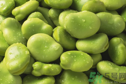 蚕豆的营养价值及功效,蚕豆的营养价值表