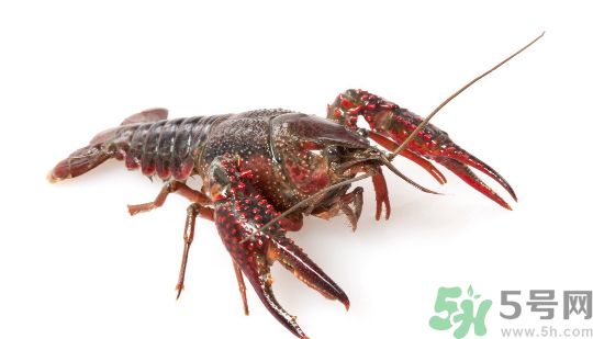 如何杀龙虾步骤,龙虾的杀法和做法 如何杀龙虾步骤,龙虾的杀法和做法