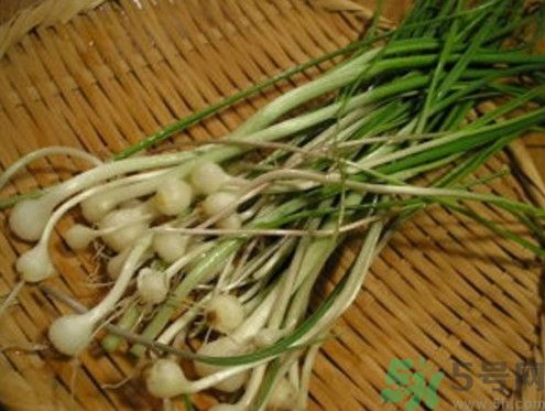 山蒜药用价值,山蒜的作用和功效