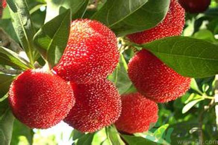 感冒不能吃什么水果?,感冒不能吃什么水果 可以吃哪些水果 感冒不能吃什么水果?,感冒不能吃什么水果 可以吃哪些水果