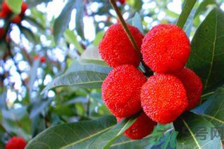 什么人不能吃杨梅,什么人不能吃杨梅酒