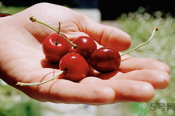 吃樱桃中毒怎么办,吃樱桃中毒的解毒方法 吃樱桃中毒怎么办,吃樱桃中毒的解毒方法