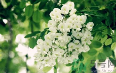 槐花的营养价值及功效,槐花的营养价值有多高