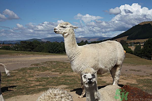 羊驼肉好吃吗?,羊驼肉好不好吃