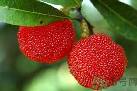 杨梅的作用和功效,杨梅酒的功效和作用 杨梅的作用和功效,杨梅酒的功效和作用