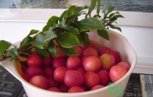 木李子有什么功效,李子的功效和作用是什么