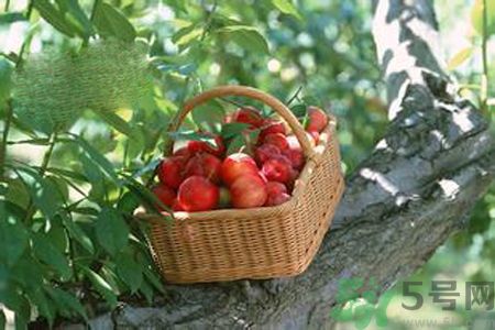 李子的营养和功效和作用,李子的功效和作用 李子的营养和功效和作用,李子的功效和作用