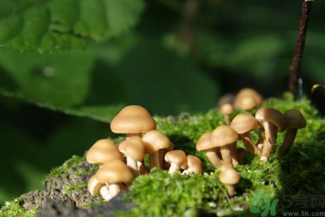 桑黄蘑菇的功效和作用,红蘑菇的功效和作用及禁忌