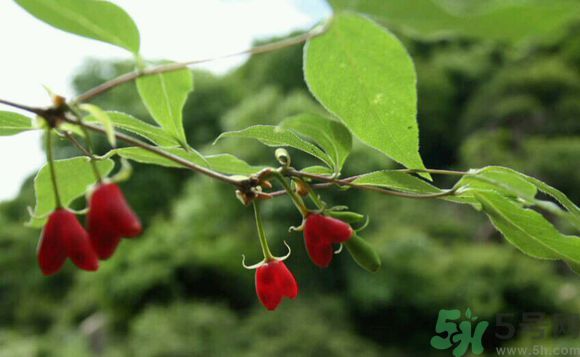 蚕蛹的营养价值和功效,栗子的营养价值和功效