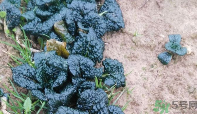 随州泡泡青哪里有卖,湖北随州泡泡青菜